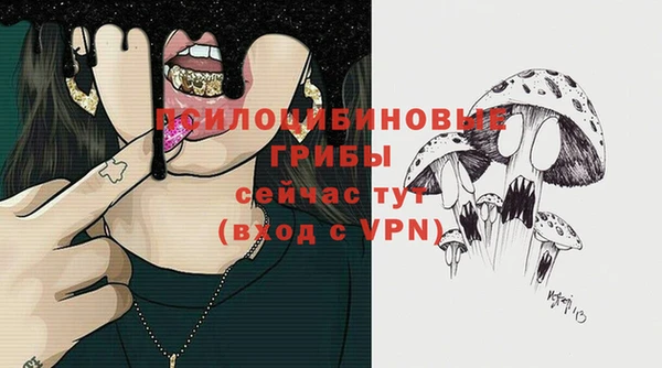 прущие грибы Новозыбков