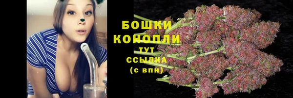 прущие грибы Новозыбков